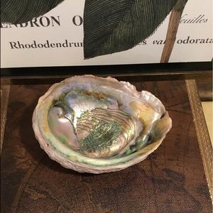 Fabulous Large Seashell